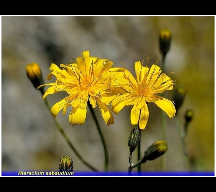 hieracium sabaudum