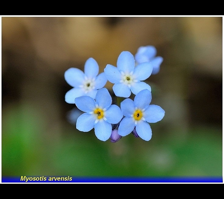 myosotis arvensis