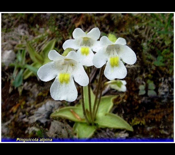 pinguicola alpina