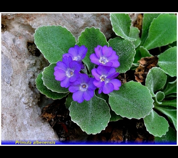 primula albenensis