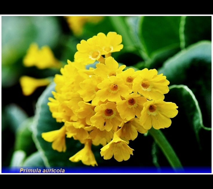 primula auricola