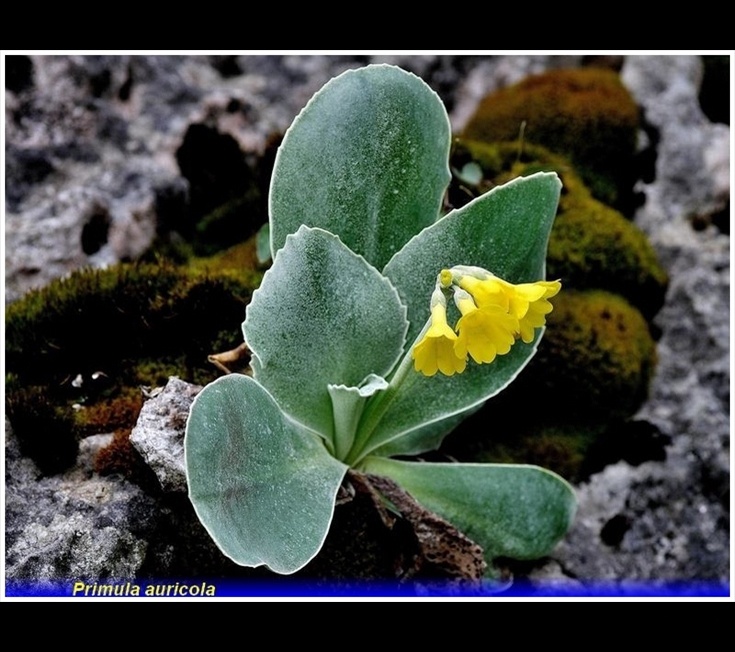 primula auricola .