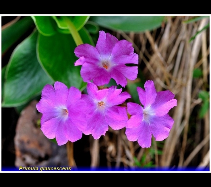 primula glaucescens