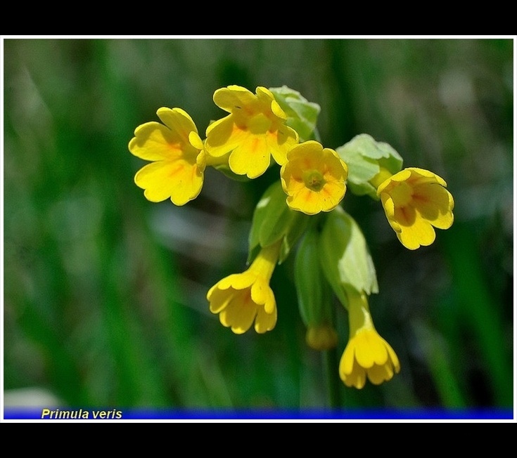 primula veris