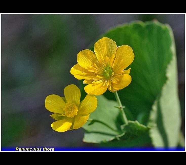 ranunculus thora