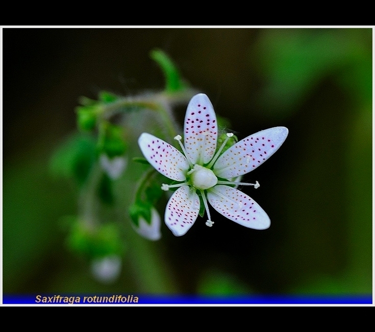 saxifraga rotundifolia