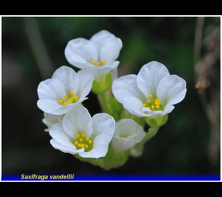 saxifraga vandellii