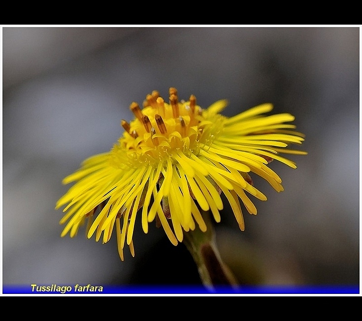 tussilago farfara