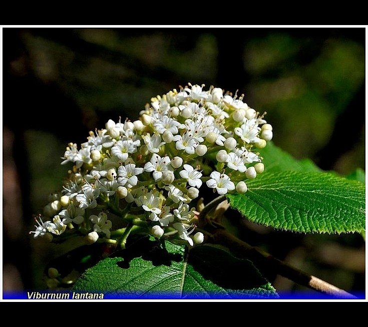 viburnum lantana