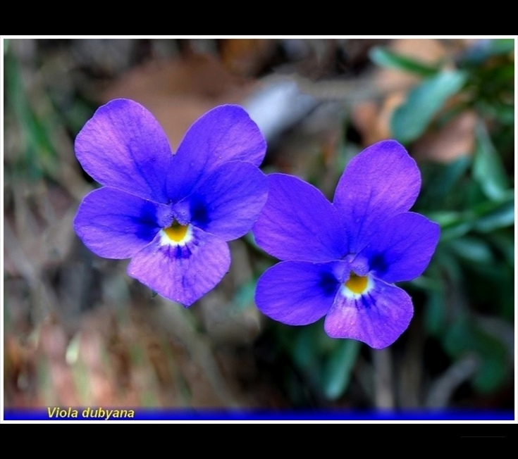 viola dubyana