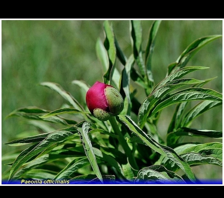 paeonia officinalis