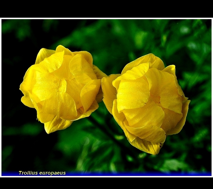 trollius europaeus