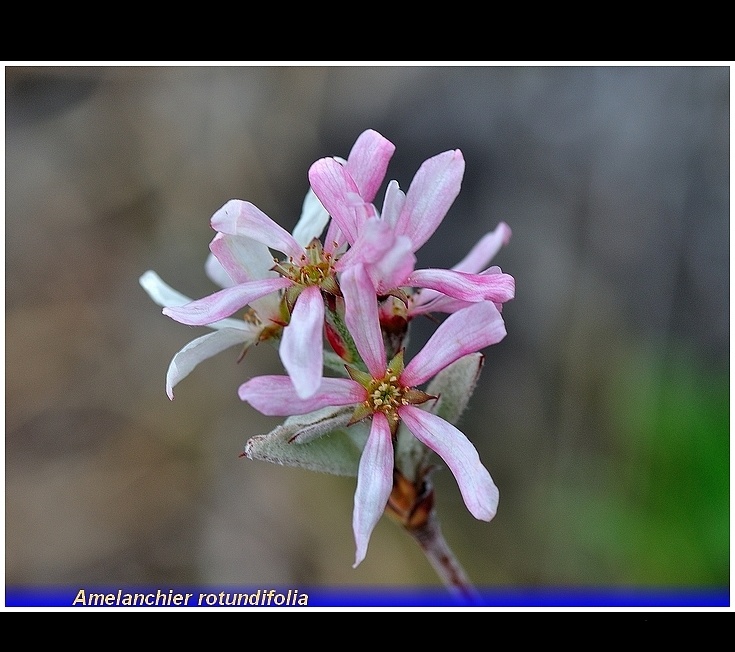 amelanchier rotundifolia