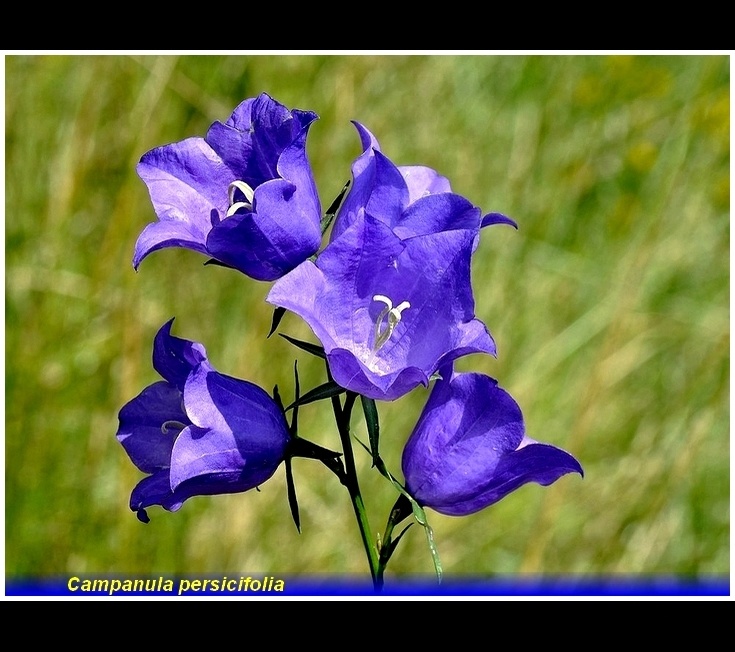 campanula persicifolia