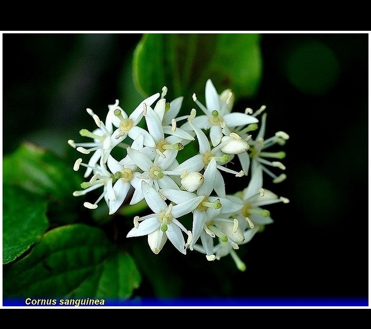 cornus sanguinea