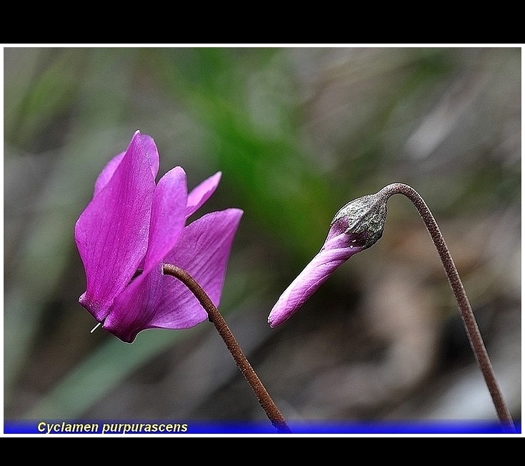 cyclamen purpurascens