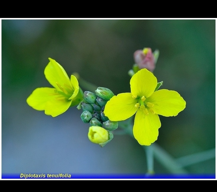diplotaxis tenuifolia