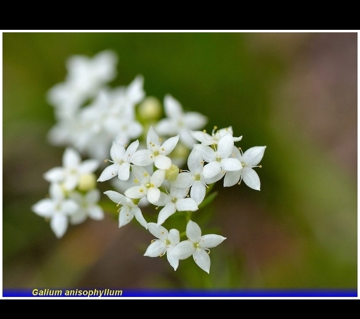galium anisophyllim