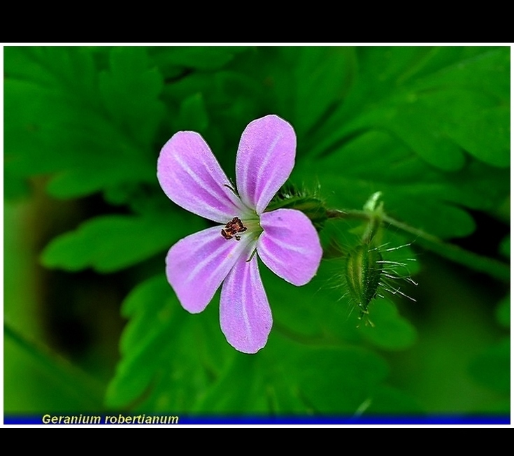 geranium robertianum