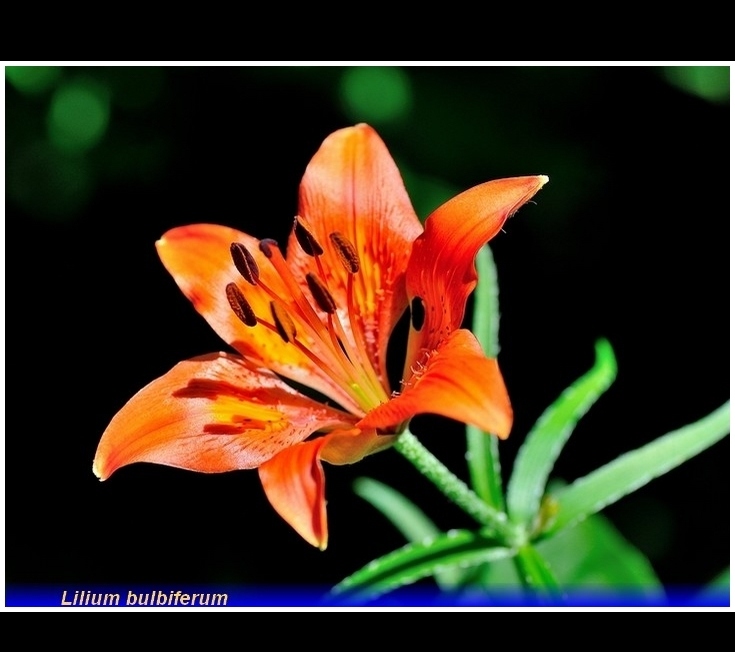 lilium bulbiferum