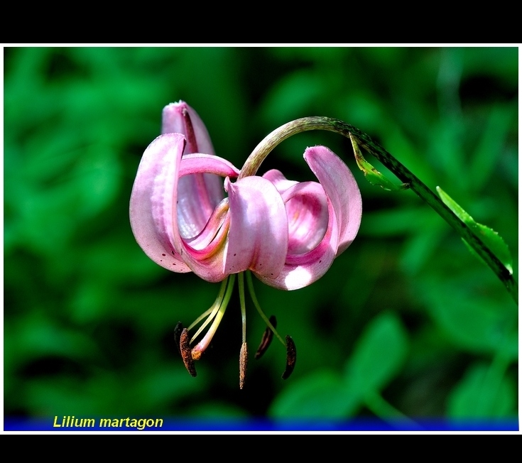 lilium martagon