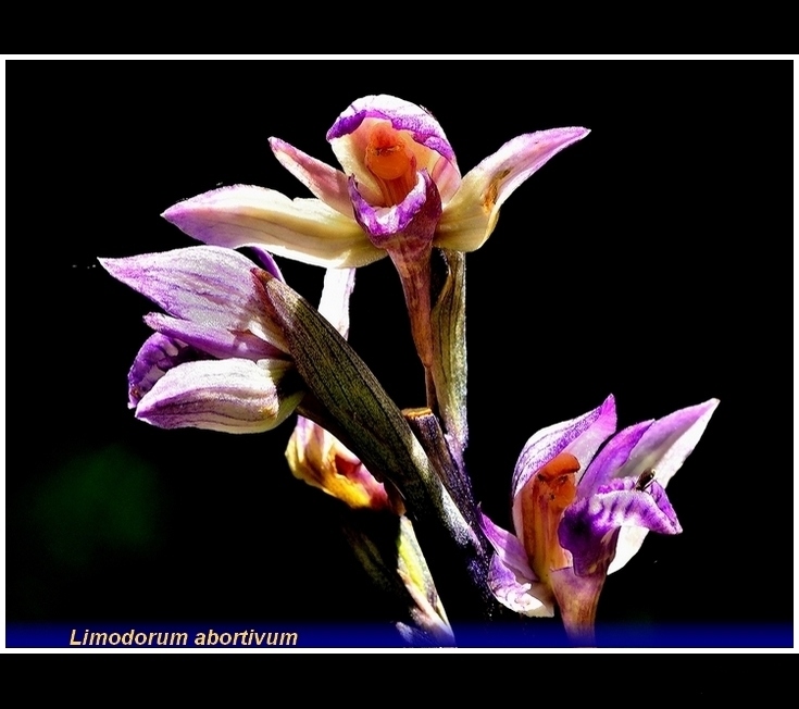 limodorum abortivum