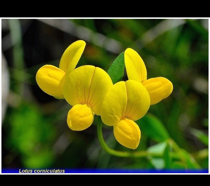 lotus corniculatus
