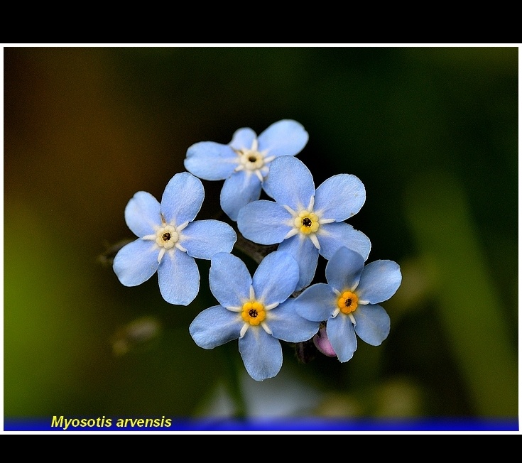 myosotis arvensis