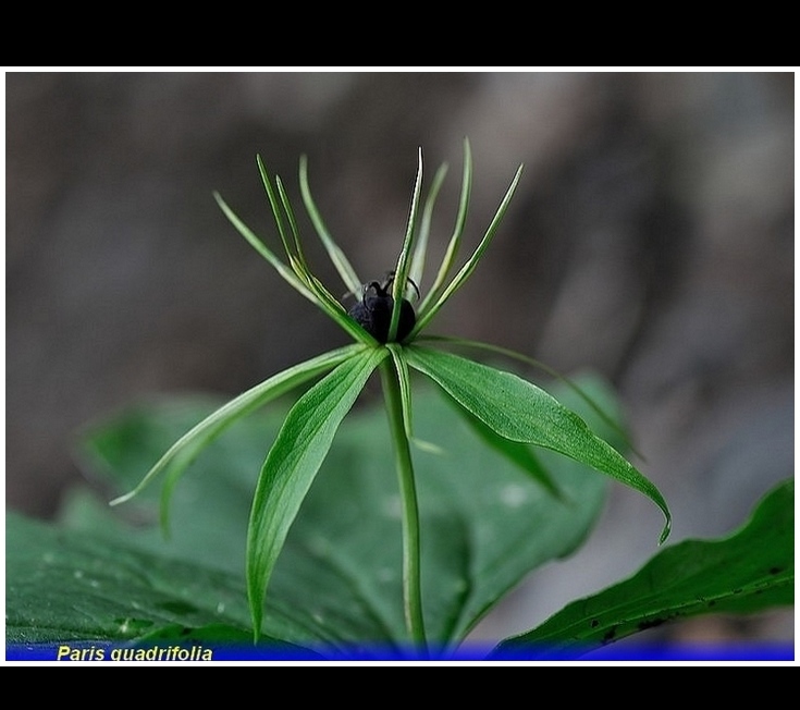 paris quadrifolia