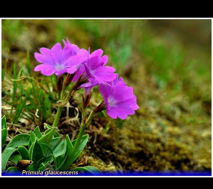 primula glaucescens