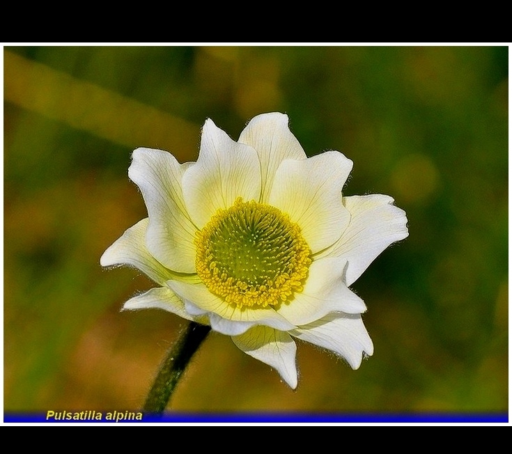 pulsatilla alpina
