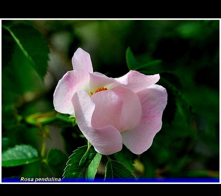 rosa pendulina