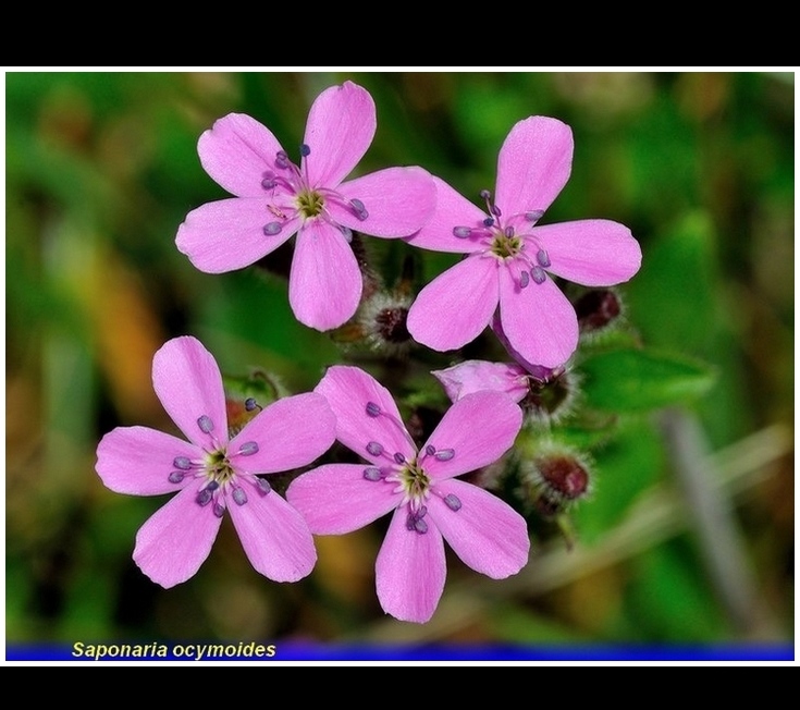 saponaria ocymoides
