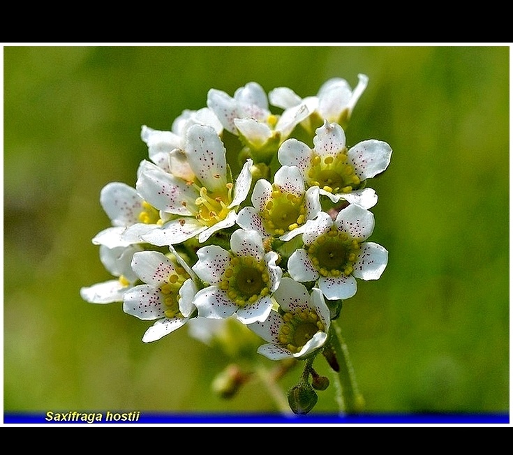 saxifraga hostii