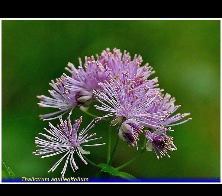 thalictrum aquilegifolium