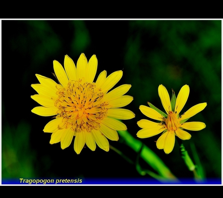 tragopogon pratensis