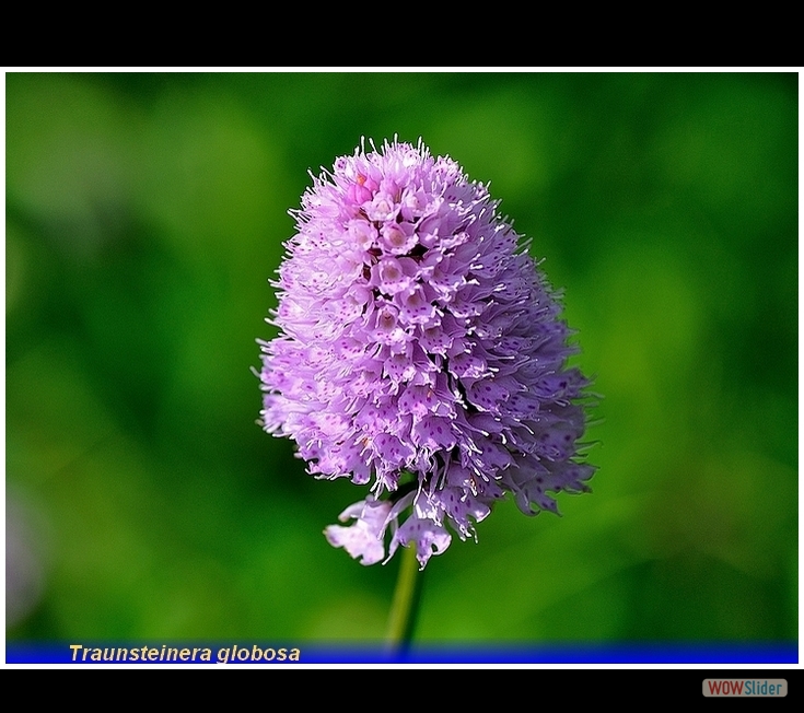 traunsteinera globosa