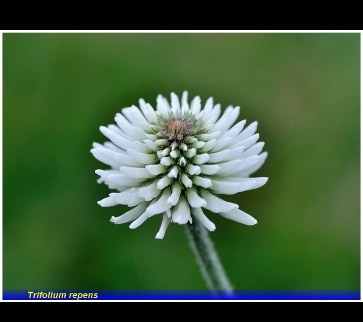 trifolium repens