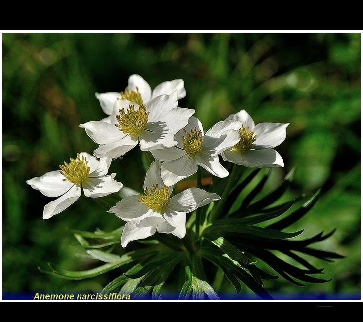anemone narcissiflora