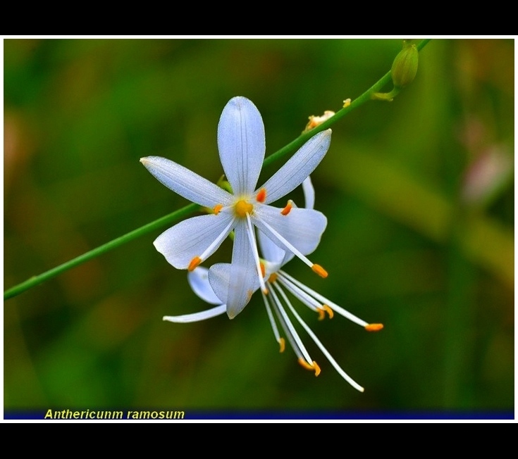 anthericunm ramosum
