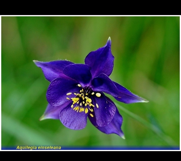 aquilegia enseleana