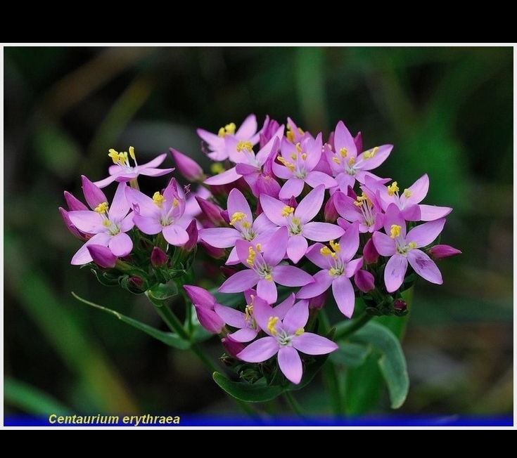 centaurium erythraea