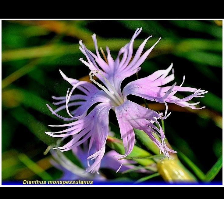 dianthus monspessulanum
