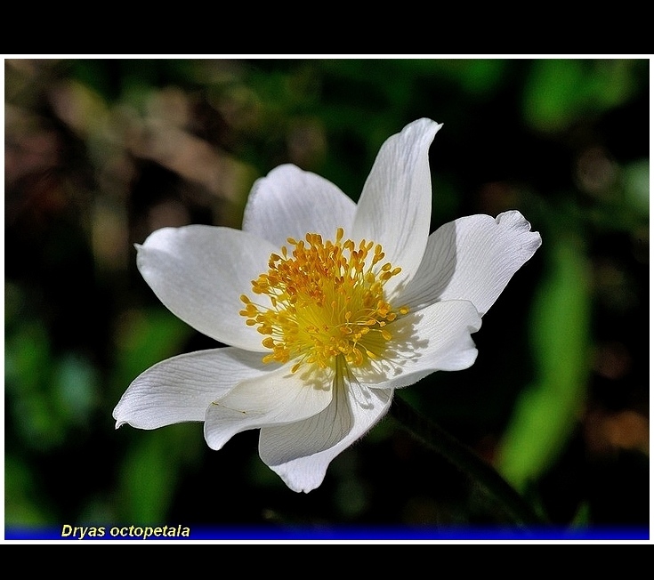 dryas octopetala