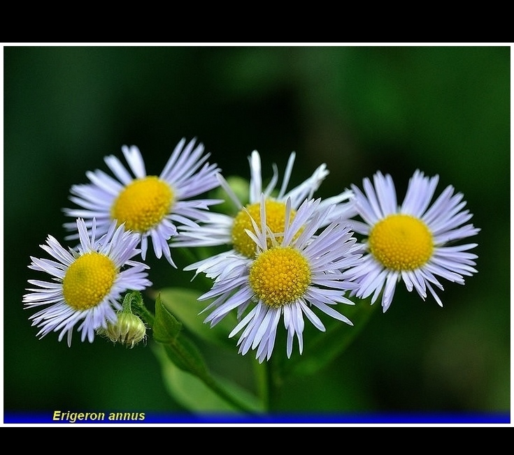 erigeron annus