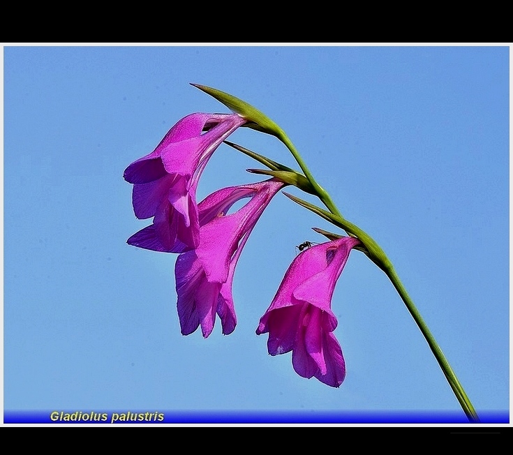 gladiolus palustris