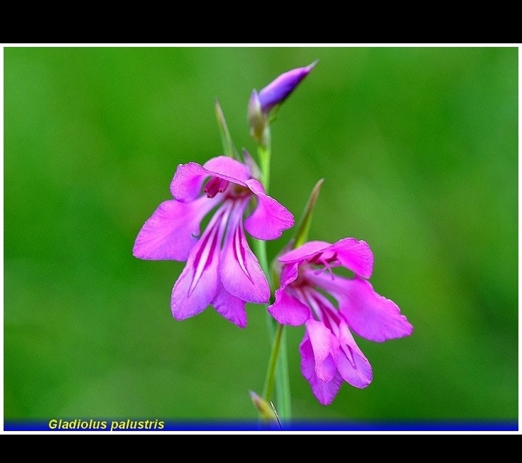 gladiolus palustris .