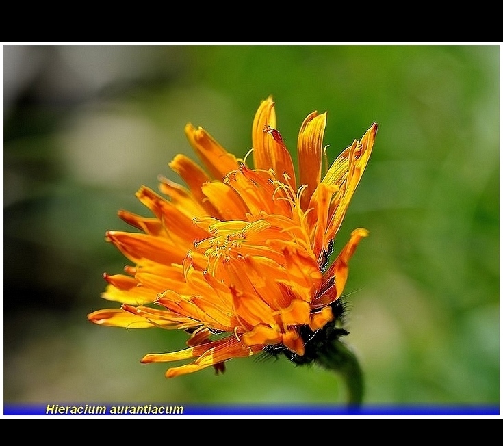hieracium aurantiacum