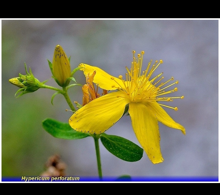 hypericum perforatum