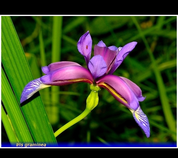 iris graminea
